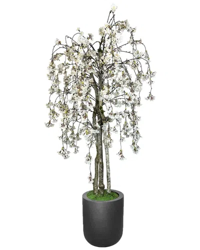 Creative Displays 6ft White Cherry Blossom Tree In Round Fiberstone Planter In Black
