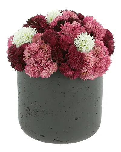 Creative Displays Assorted Sedum In Black Pot In Pink