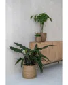 Creative Displays Beige Straw Grass-wrapped Cement Pot In Beige