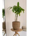 Creative Displays Beige Straw Grass-wrapped Cement Pot In Beige