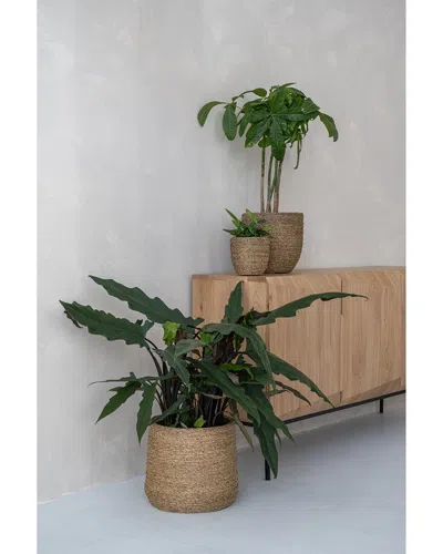 Creative Displays Beige Straw Grass-wrapped Cement Pot In Brown