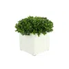 Creative Displays Booxwood In White Square Pot