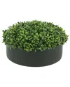 Creative Displays Boxwood In 12 Round Black Fiberstone Planter In Green