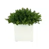 Creative Displays Boxwood In A Square White Pot
