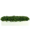 Creative Displays Boxwoods Arranged In A White Rectangular Planter In Green