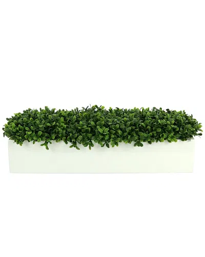 Creative Displays Boxwoods Arranged In A White Rectangular Planter In Green