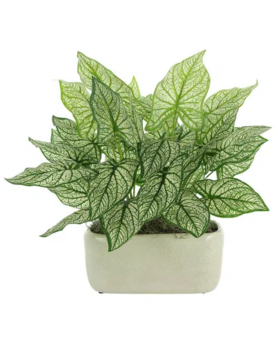 Creative Displays Caladium In A Ceramic Pot In Green