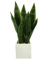 CREATIVE DISPLAYS CREATIVE DISPLAYS CLASSIC SNAKE PLANT IN FIBERSTONE POT