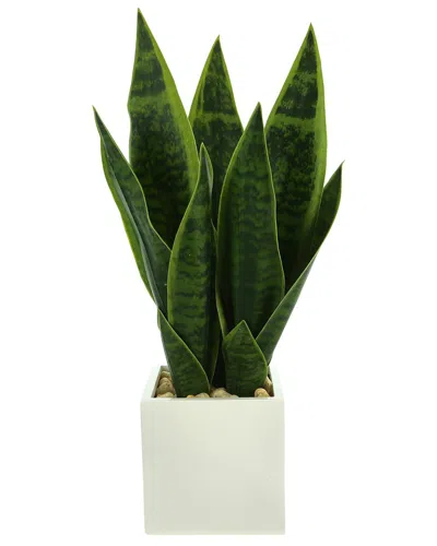 Creative Displays Classic Snake Plant In Fiberstone Pot In Green