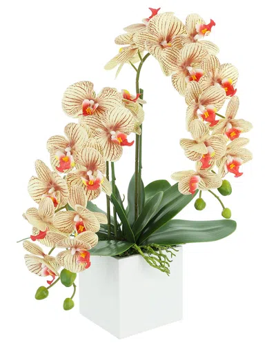 Creative Displays Contemporary Beige Orchid Arrangement In Square Fiberstone  Pot In Brown