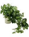Creative Displays Decorative Nephthytis Arranged In Ceramic Vase In Green