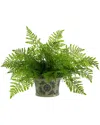 Creative Displays Fern In Decorative Pot In Green