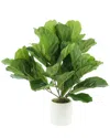 Creative Displays Fiddle Leaves Arranged In A White Fiberstone Pot In White