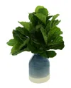 Creative Displays Fiddle Leaves In Blue & White Ceramic Jug In Green