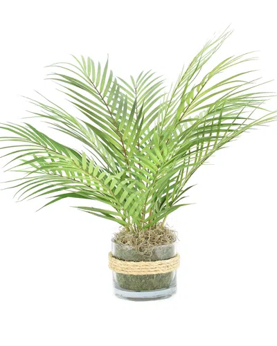 Creative Displays Green Areca Palm Plant In Multi