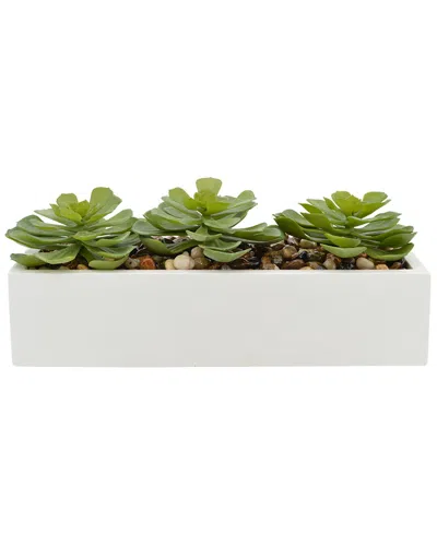 Creative Displays Green Echeveria Succulents In Multi