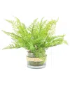 Creative Displays Green Fern Bush Arrangement