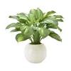 Creative Displays Green Hosta Plant