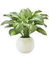 Creative Displays Green Hosta Plant In Multicolor