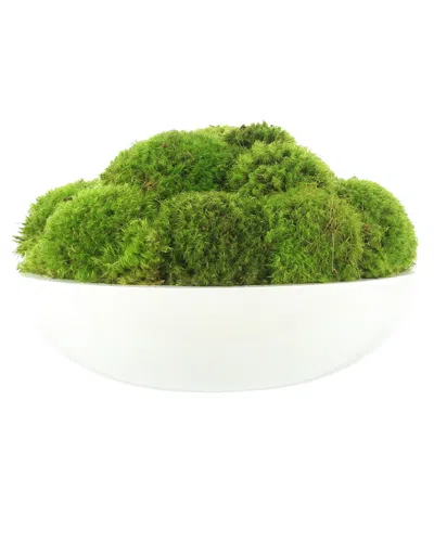 Creative Displays Green Mood Moss Arrangement