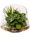 Creative Displays Green Yucca & Echeveria Succulent Terrarium