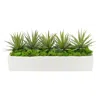 Creative Displays Green Yucca, Cactus With Moss Succulent Plant