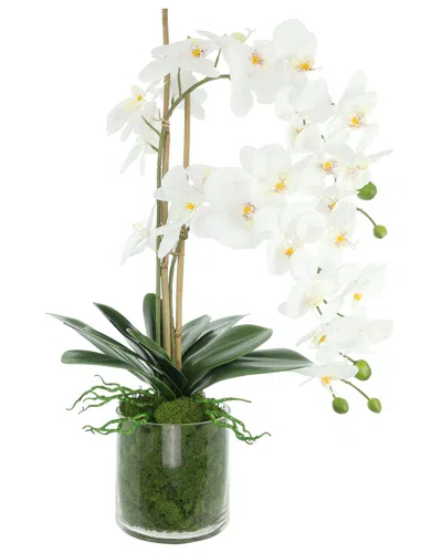 Creative Displays Handmade Faux Orchids Arranged In Glass Vase With Moss In White