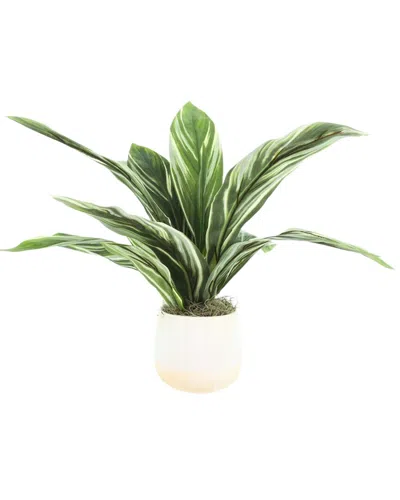 Creative Displays Handmade Faux Variegated Cordyline Plant In Green