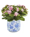 Creative Displays Kalanchoes In Decorative Ceramic Pot In Multi