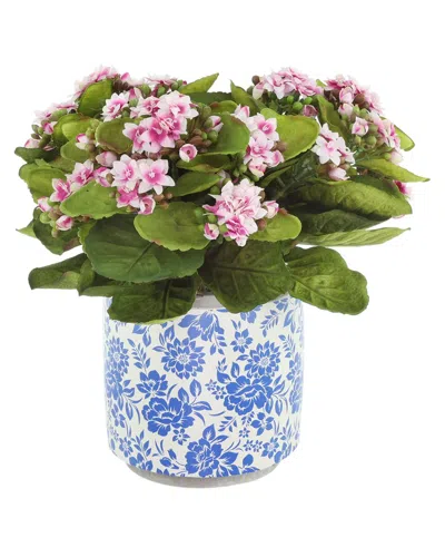 Creative Displays Kalanchoes In Decorative Ceramic Pot In Multi