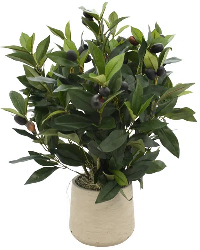 Creative Displays Olive Plant In Gray