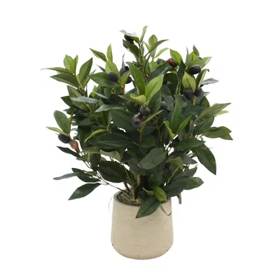 Creative Displays Olive Plant In Green