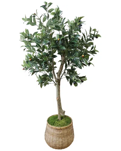 Creative Displays Olive Tree In Cement Pot Wrapped With Bamboo