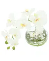 Creative Displays Orchid And Curly Willow Arranged In Green
