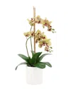 Creative Displays Orchid Arrangement In Ceramic Pot With Stones In Green