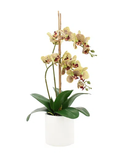 Creative Displays Orchid Arrangement In Ceramic Pot With Stones In Green
