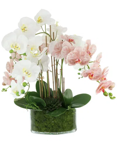 Creative Displays Orchid Arrangement In Glass Vase With Moss In Multi