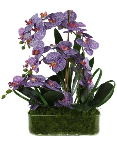 Creative Displays Orchid Arrangement In Glass Vase With Moss In Purple