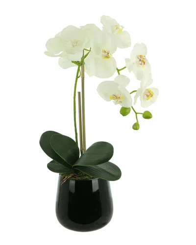 Creative Displays Orchid Arrangement In Glass Vase With Orchid Leaves & Moss In Multi