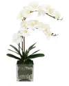Creative Displays Orchid In Glass Vase With Moss & Rocks In White