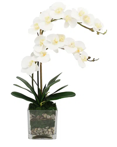 Creative Displays Orchid In Glass Vase With Moss & Rocks In White