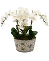 Creative Displays Orchids Arranged In Decorative Ceramic Planter In White