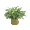 Creative Displays Outdoor Calladium Bush Arrangement In A Wicker Basket
