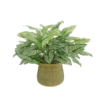 Creative Displays Outdoor Calladium Bush Arrangement In A Wicker Basket In Pattern