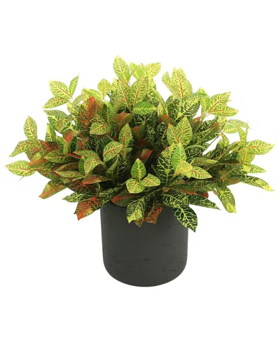 Creative Displays Outdoor Croton Bush In Multi