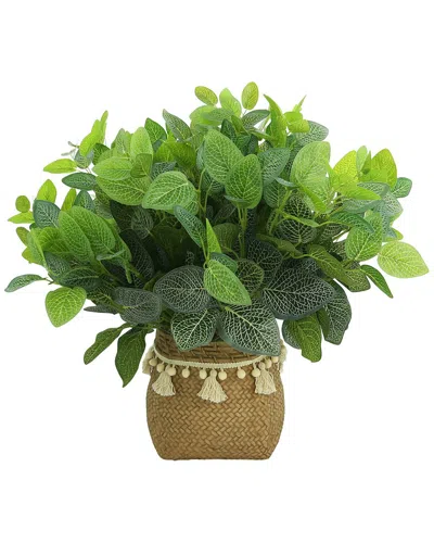 Creative Displays Outdoor Fittonia Bush In Green