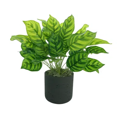 Creative Displays Outdoor Maranta Bush Arrangement In A Fiberstone Pot In Green
