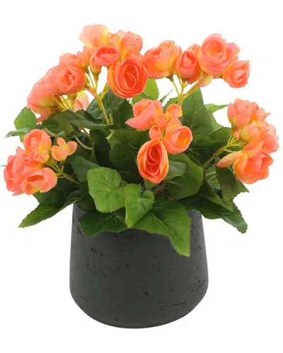 Creative Displays Peach Begonia Floral Arrangement In Multi