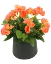 Creative Displays Peach Begonia Floral Arrangement In Peach