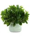 Creative Displays Peperomia Bush In Ceramic Pot In Green